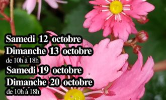 Le temps des saxifrages 